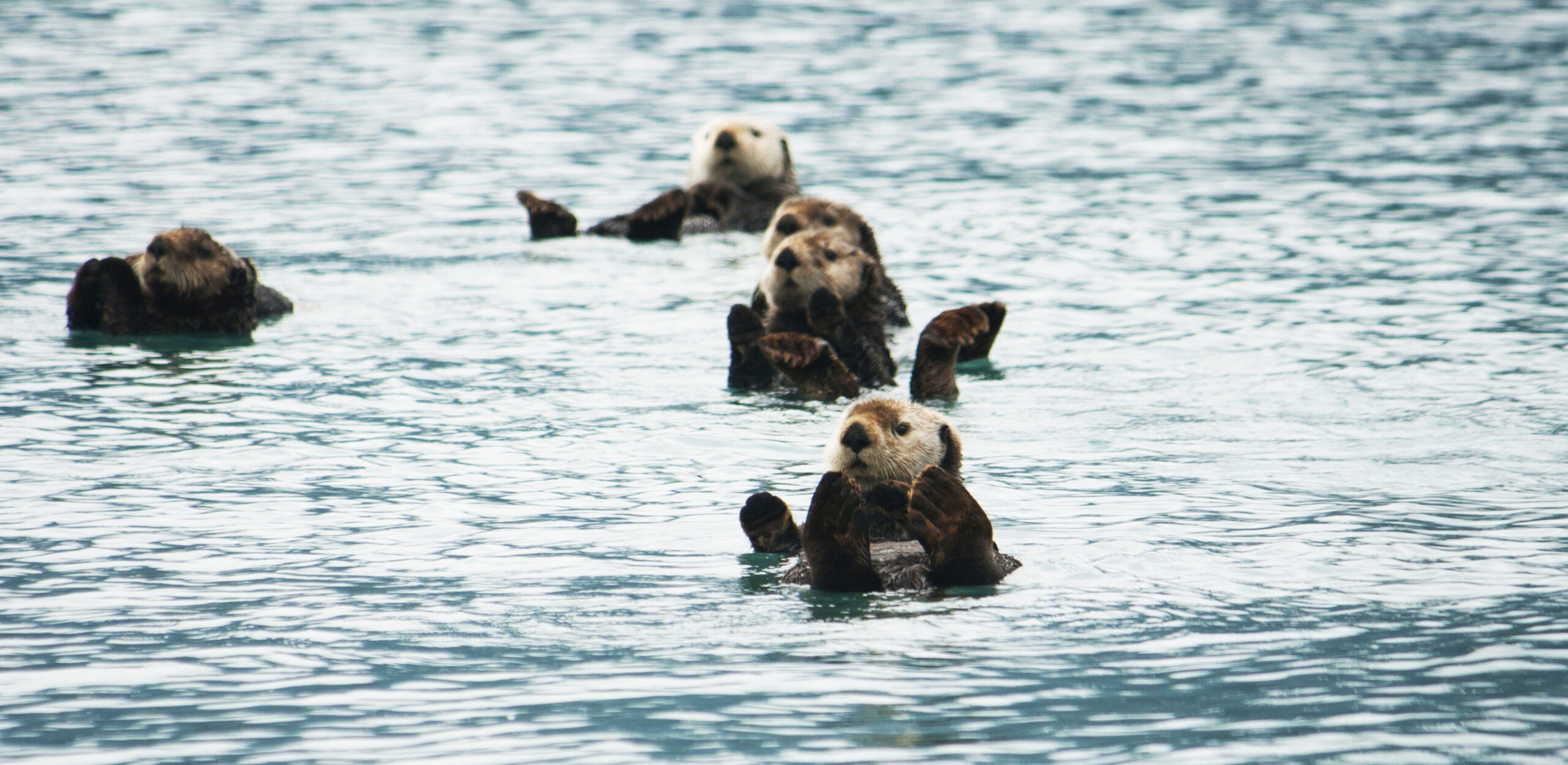 Five otters in the ocean